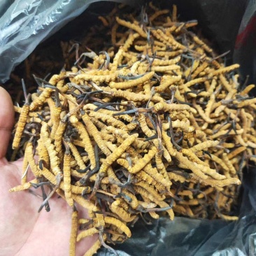 冬虫夏草精品冬虫夏草好货
