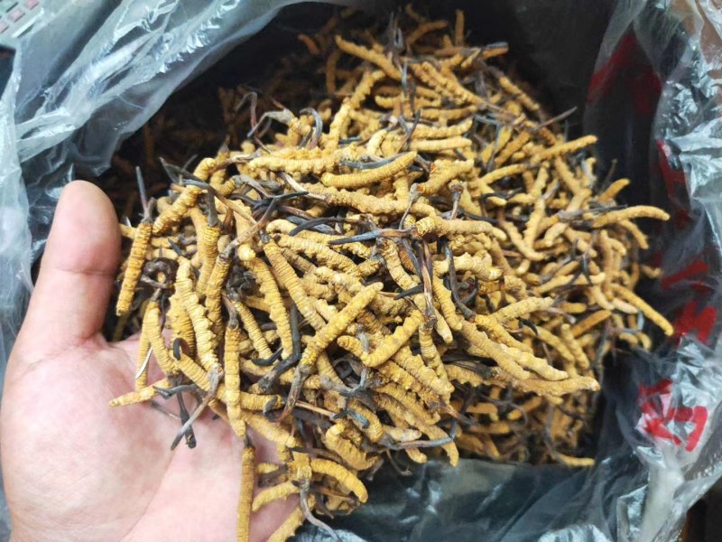 冬虫夏草精品冬虫夏草好货