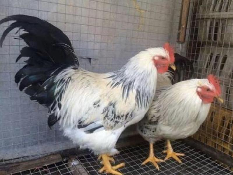 白芦花鸡苗厂家直销包疫苗成活