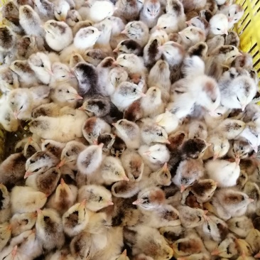 白芦花鸡苗厂家直销包疫苗成活