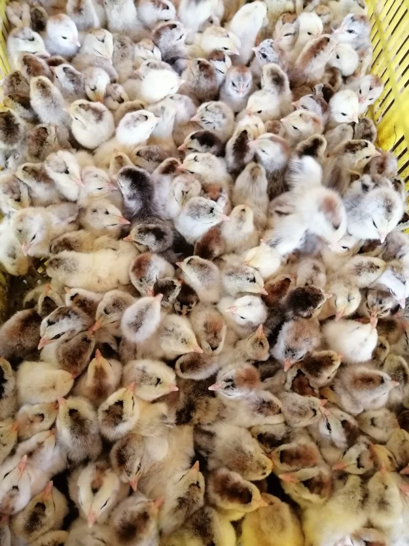 白芦花鸡苗厂家直销包疫苗成活