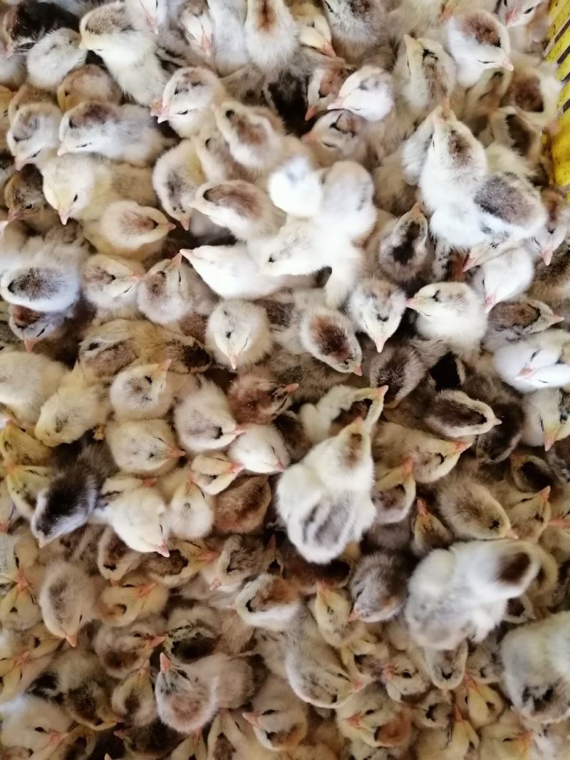 白芦花鸡苗厂家直销包疫苗成活