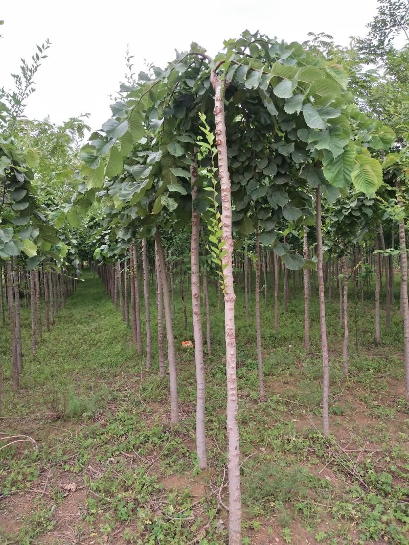 巨鹿大量供应大叶精品垂榆