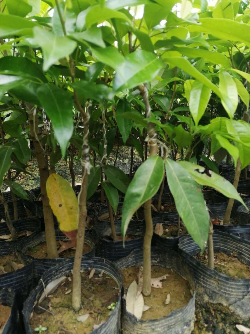 包邮正品【广西灵山荔枝】仙进奉嫁接/直销