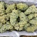 云南弥勒高原水晶葡萄大量上市量大，价优，需要的老板滴滴！