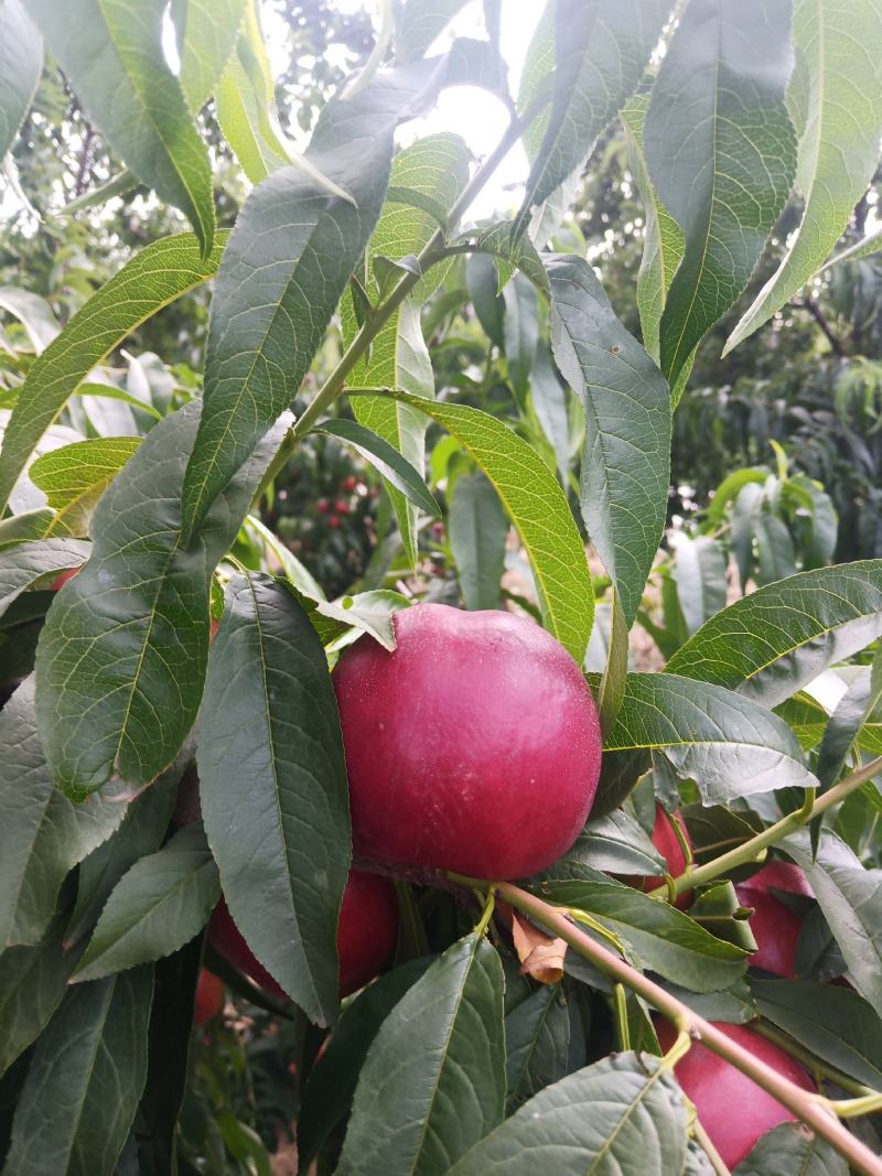 中油六（露天大油桃）
