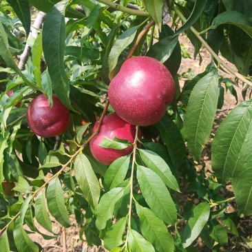 中油六（露天大油桃）