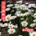 大滨菊种子小滨菊种子景观花海庭院花卉种子多年生白色花种子