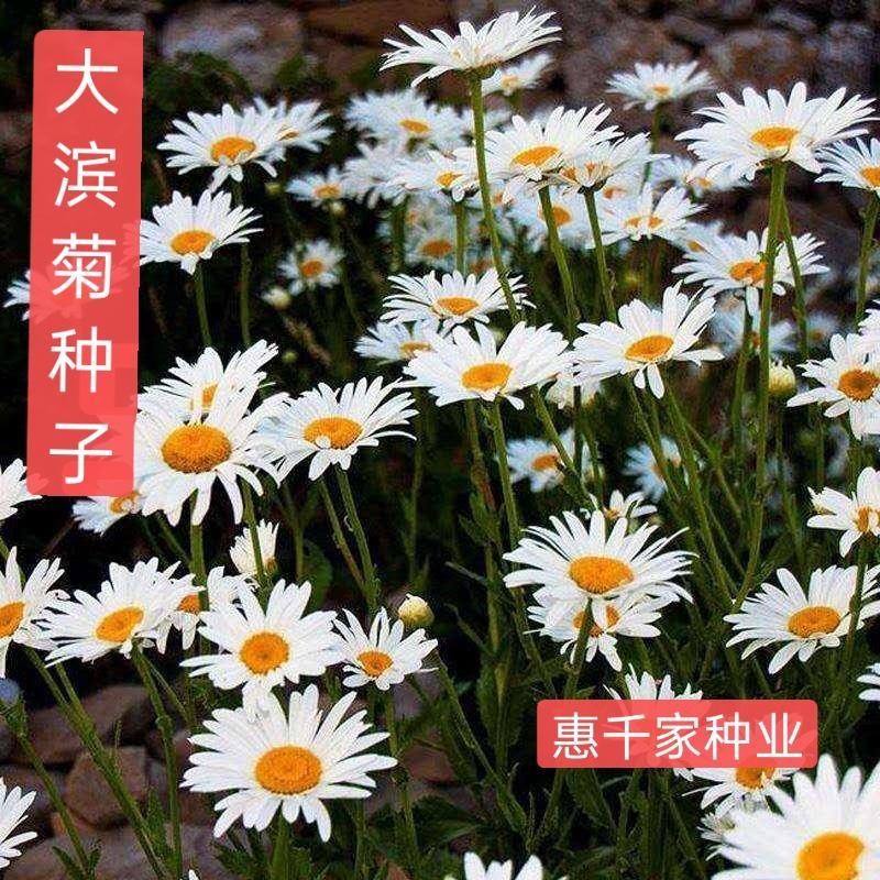 大滨菊种子小滨菊种子景观花海庭院花卉种子多年生白色花种子