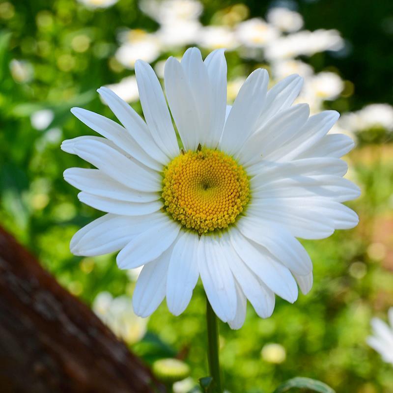 大滨菊种子小滨菊种子景观花海庭院花卉种子多年生白色花种子