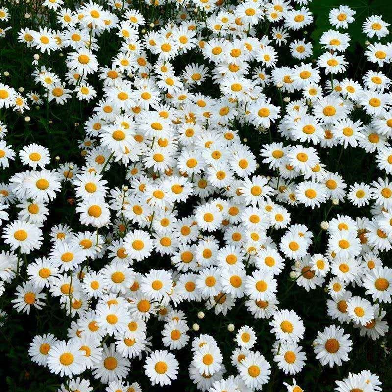 大滨菊种子小滨菊种子景观花海庭院花卉种子多年生白色花种子