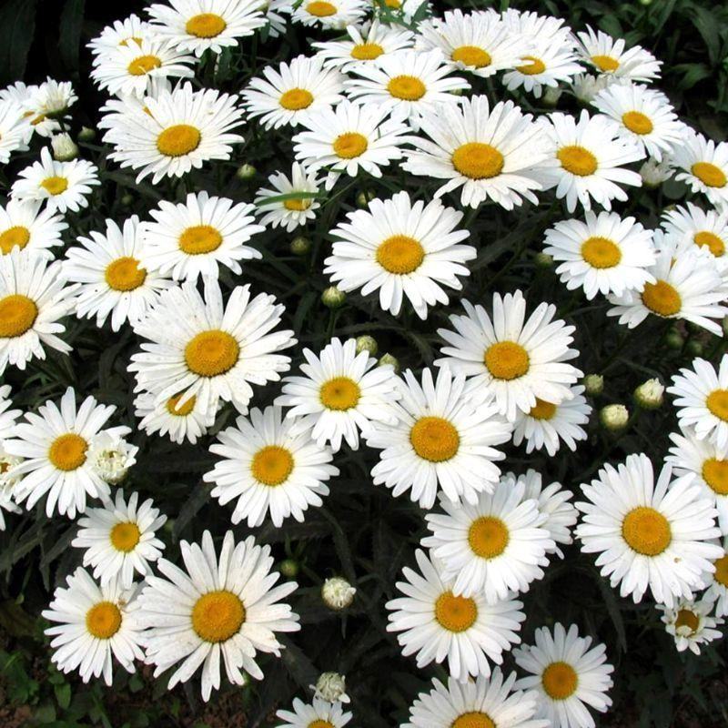 大滨菊种子小滨菊种子景观花海庭院花卉种子多年生白色花种子
