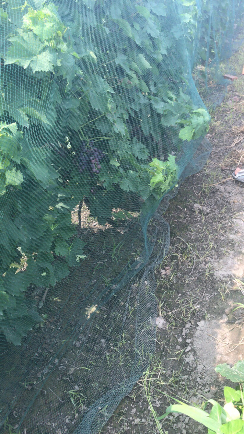 茶淀玫瑰香！茶淀玫瑰香葡萄，专业代办！当地有实体！！