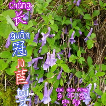 贵州毕节古夜郎大地野生山花长冠苣苔现采现发