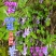 贵州毕节古夜郎大地野生山花长冠苣苔现采现发