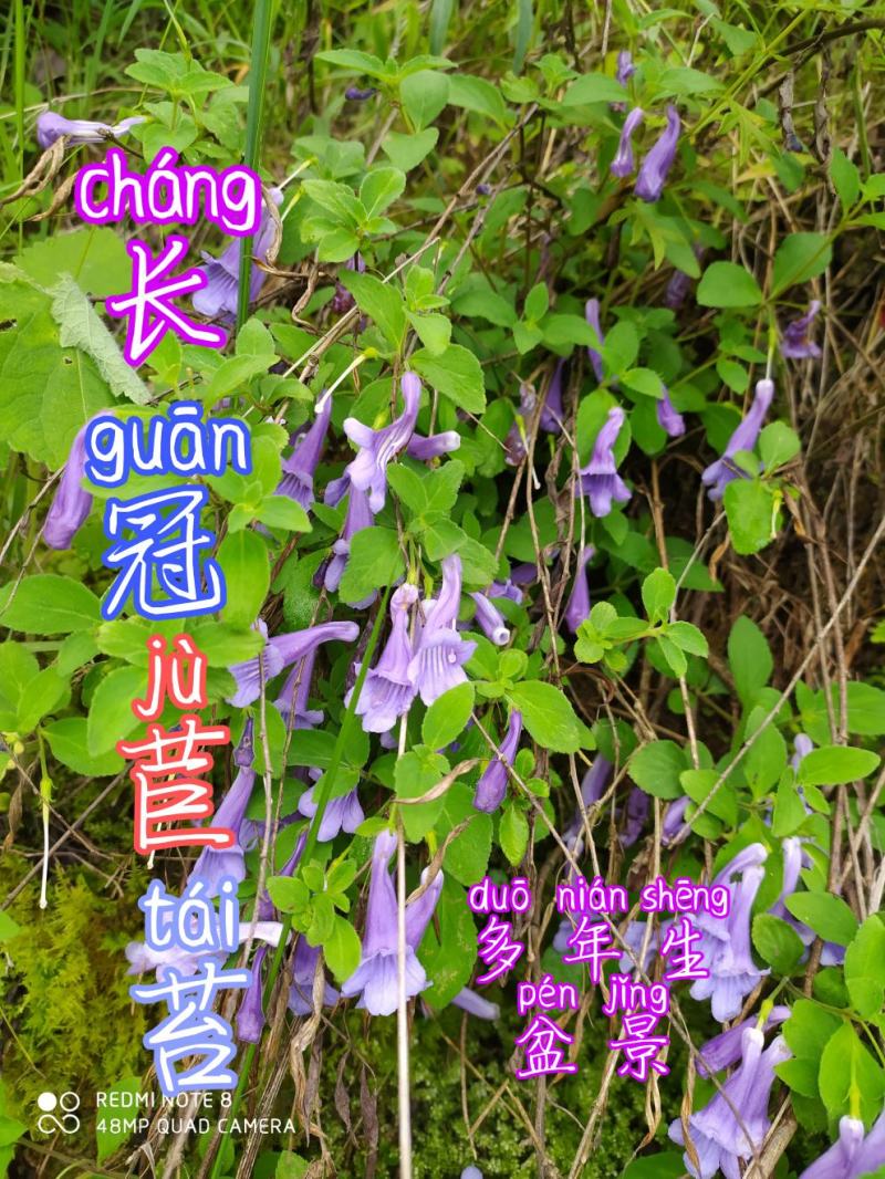 贵州毕节古夜郎大地野生山花长冠苣苔现采现发