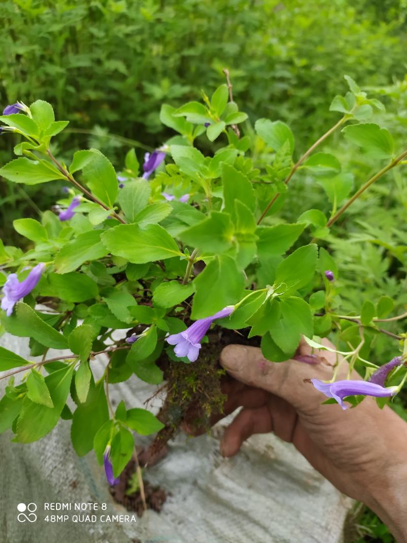 贵州毕节古夜郎大地野生山花长冠苣苔现采现发