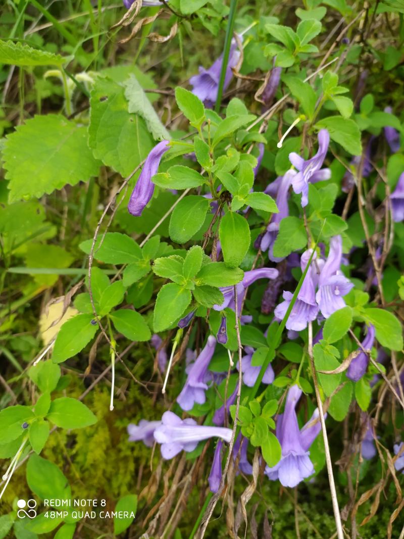 贵州毕节古夜郎大地野生山花长冠苣苔现采现发