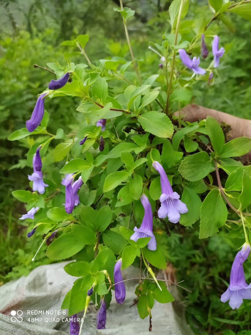 贵州毕节古夜郎大地野生山花长冠苣苔现采现发