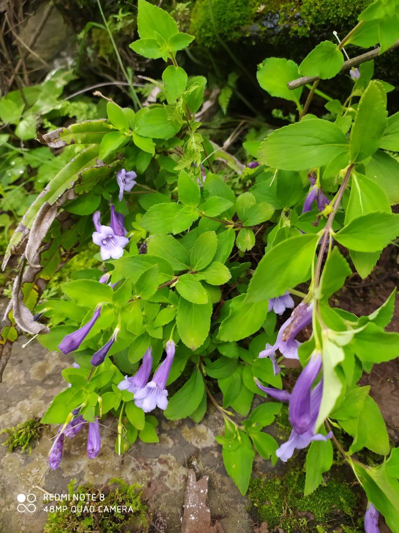 贵州毕节古夜郎大地野生山花长冠苣苔现采现发