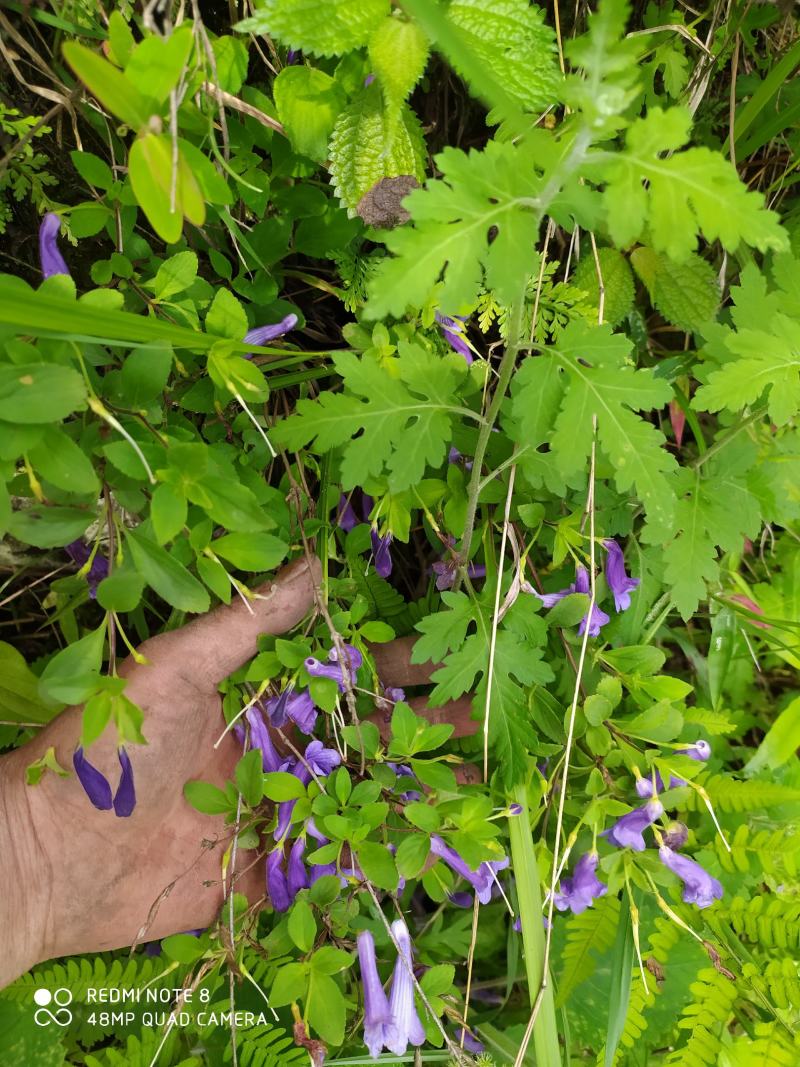 贵州毕节古夜郎大地野生山花长冠苣苔现采现发