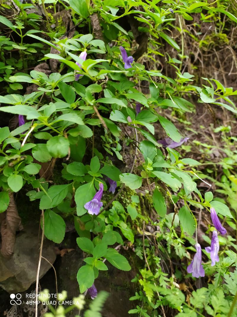 贵州毕节古夜郎大地野生山花长冠苣苔现采现发