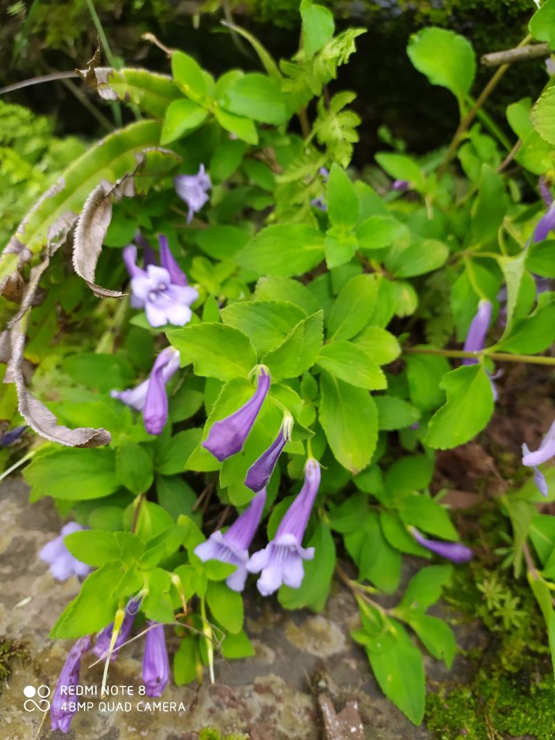 贵州毕节古夜郎大地野生山花长冠苣苔现采现发