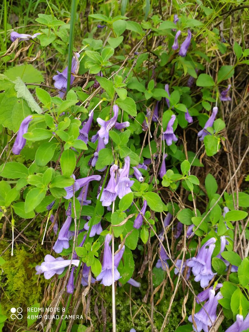 贵州毕节古夜郎大地野生山花长冠苣苔现采现发