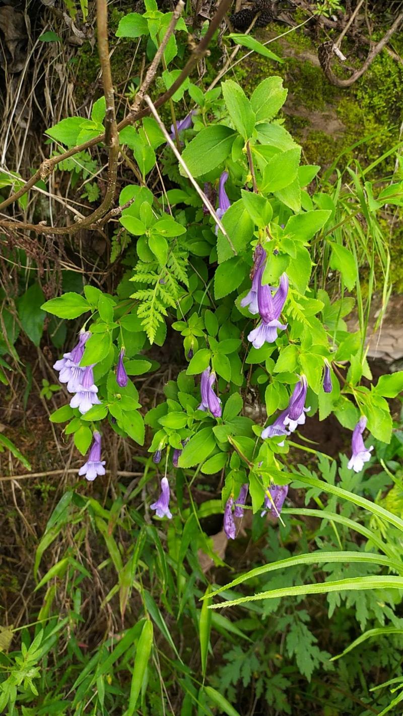 贵州毕节古夜郎大地野生山花长冠苣苔现采现发