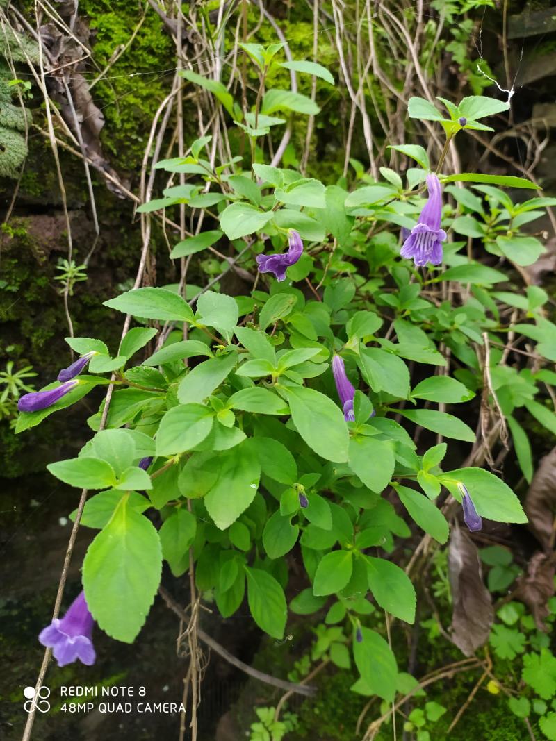 贵州毕节古夜郎大地野生山花长冠苣苔现采现发