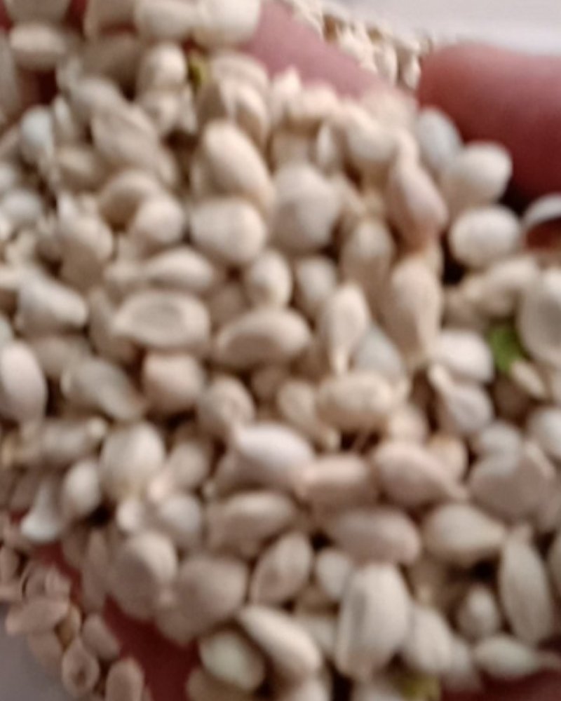橘核，常年批发供应药食同源橘核中药材