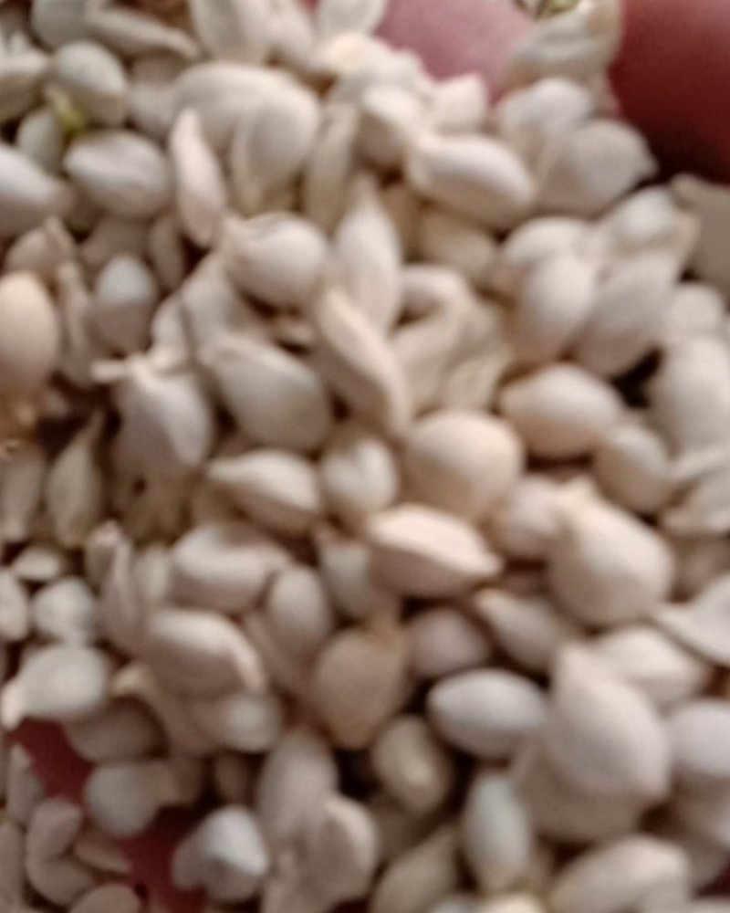 橘核，常年批发供应药食同源橘核中药材