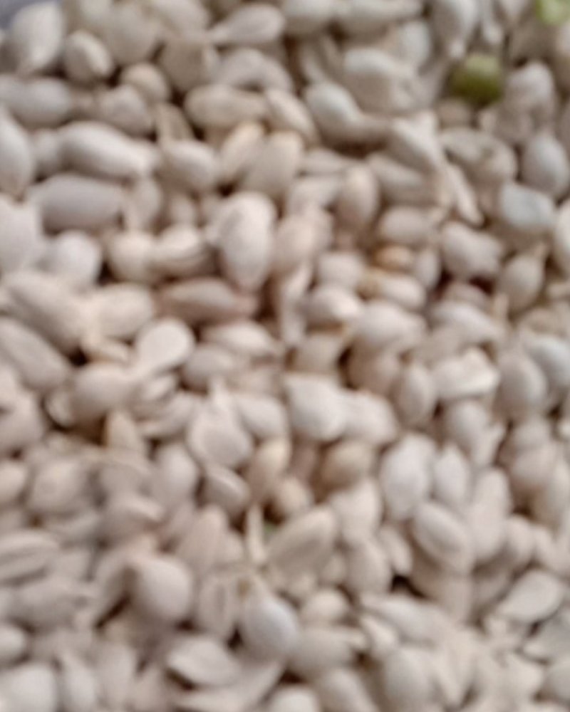 橘核，常年批发供应药食同源橘核中药材