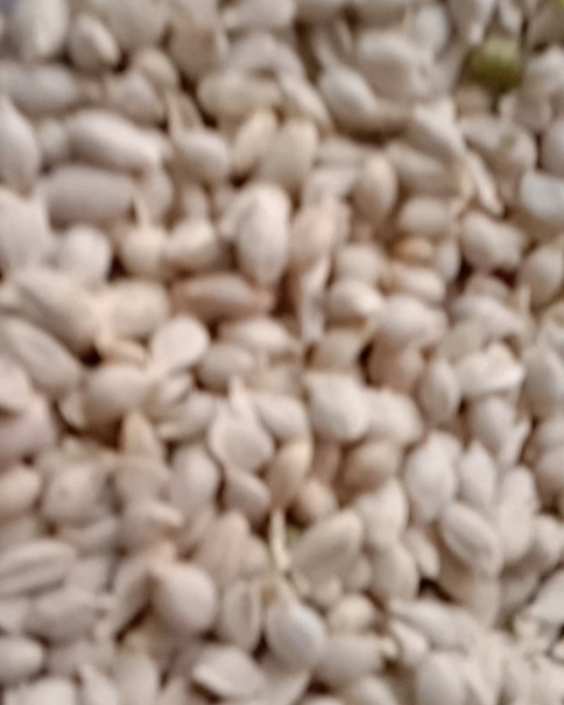 橘核，常年批发供应药食同源橘核中药材