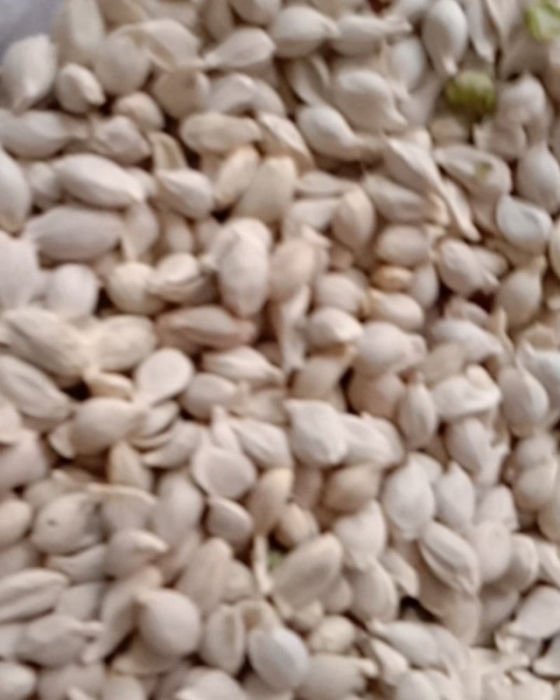 橘核，常年批发供应药食同源橘核中药材