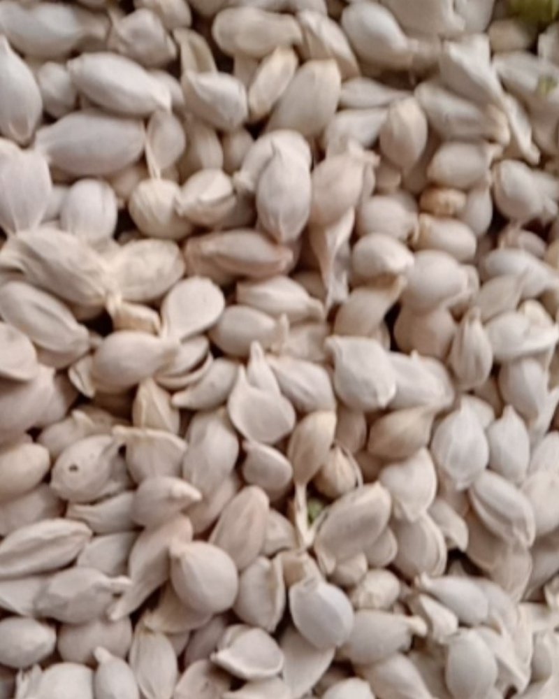 橘核，常年批发供应药食同源橘核中药材