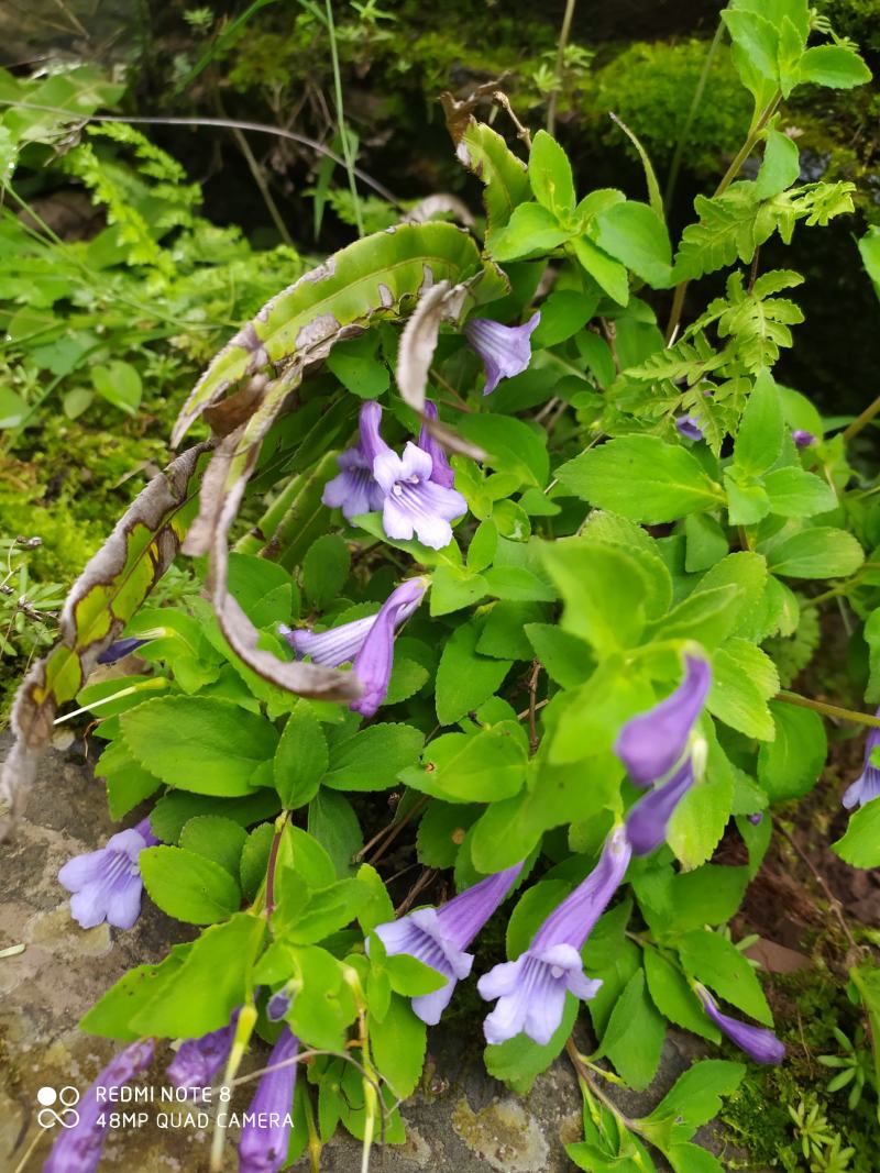 贵州毕节古夜郎大地野生山花长冠苣苔现采现发