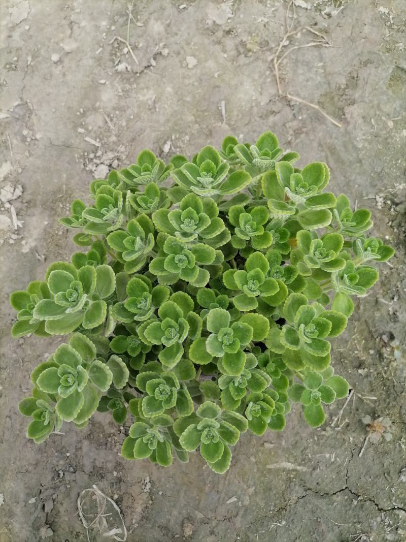 苗圃供应碰碰香基地直销视频看货保质保量