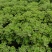 苗圃供应碰碰香基地直销视频看货保质保量