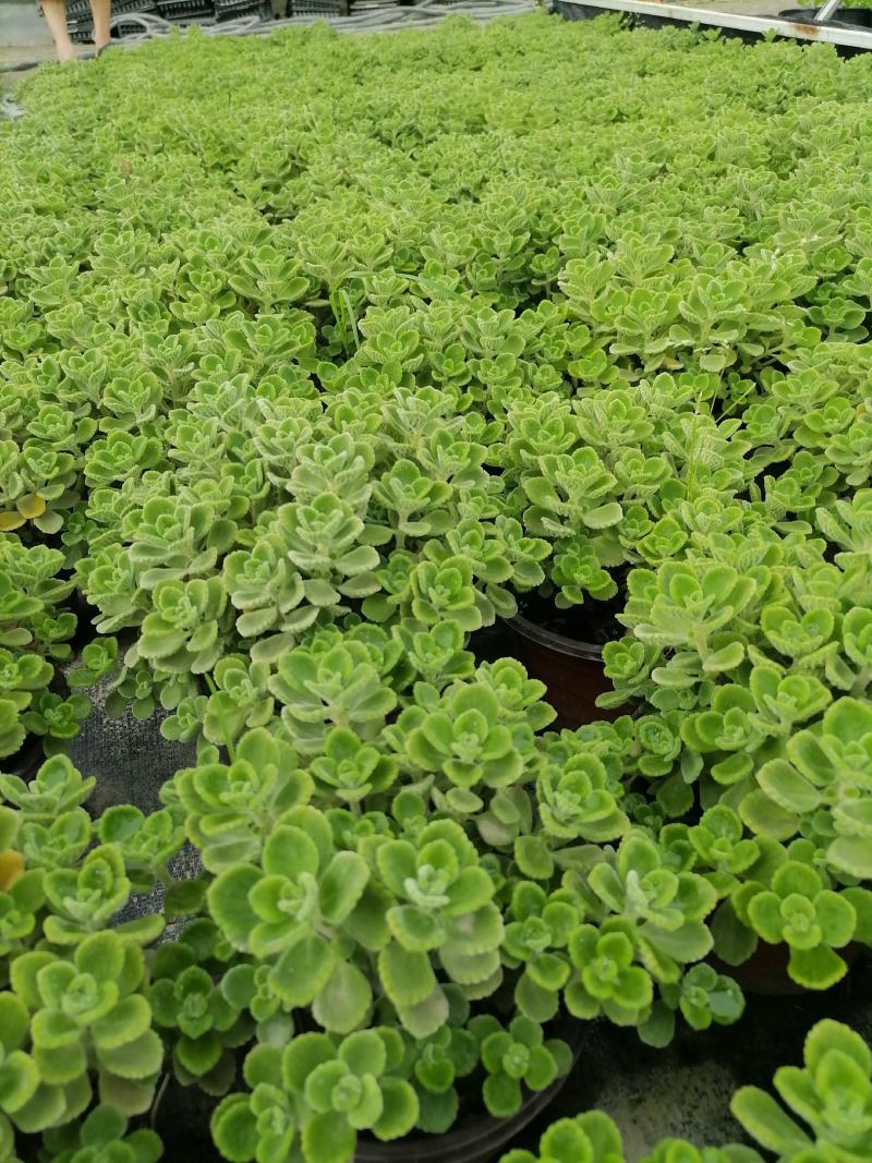 苗圃供应碰碰香基地直销视频看货保质保量
