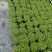 苗圃供应碰碰香基地直销视频看货保质保量