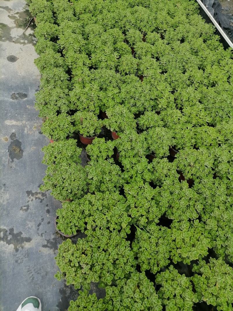 苗圃供应碰碰香基地直销视频看货保质保量