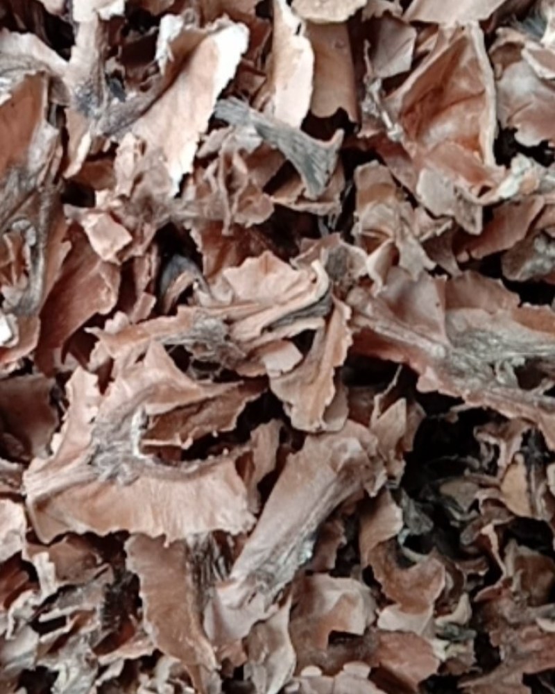 分心木，常年批发供应中药材分心木，量大从优