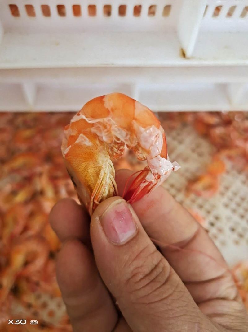 淡干烤虾！补钙佳品！老少皆宜！大量有货