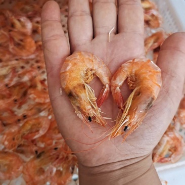 淡干烤虾！补钙佳品！老少皆宜！大量有货