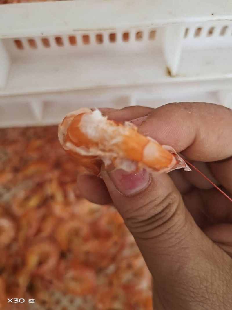 淡干烤虾！补钙佳品！老少皆宜！大量有货