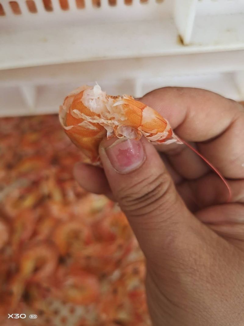 淡干烤虾！补钙佳品！老少皆宜！大量有货