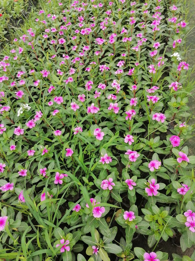 基地直销长春花批发长春花杯苗双色杯