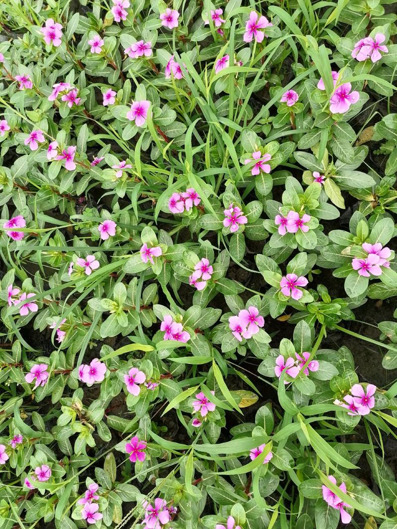 基地直销长春花批发长春花杯苗双色杯