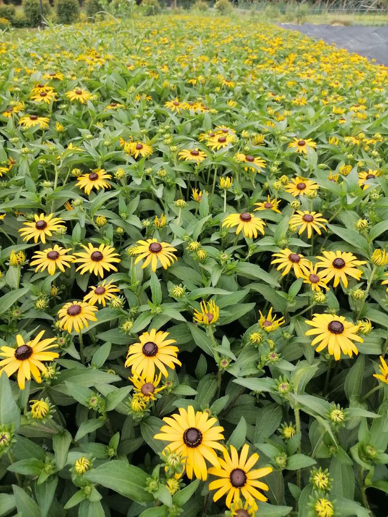 自家苗圃供应黑心金光菊基地直销视频看货